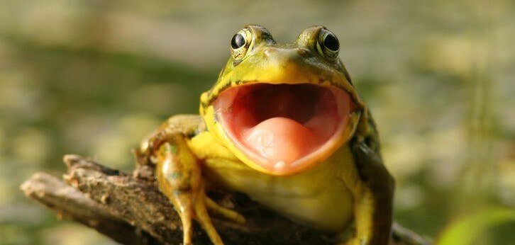 cute screaming frog